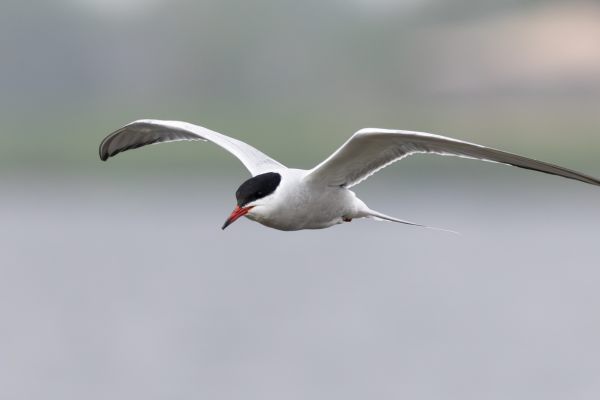 Common Tern