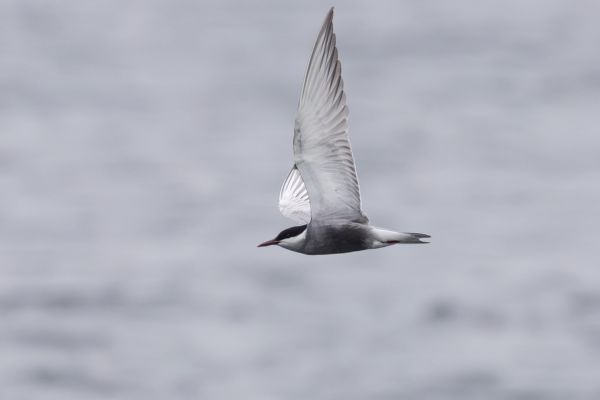 Whiskered Tern