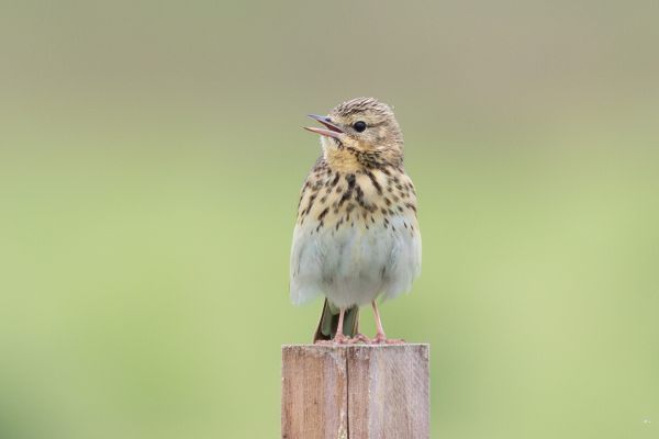 Tree Pipit