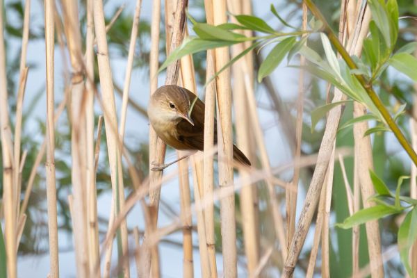 Eurasian Reed Warbler