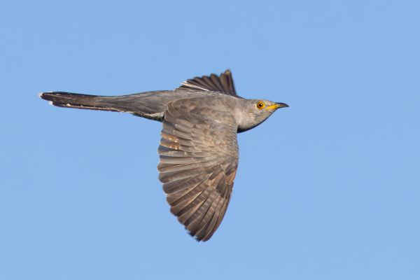 Common Cuckoo