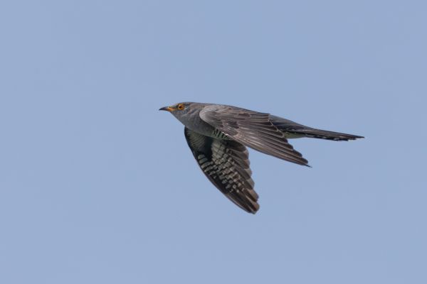 Common Cuckoo