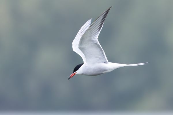 Common Tern