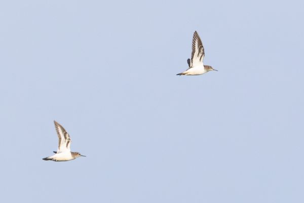 Common Sandpiper