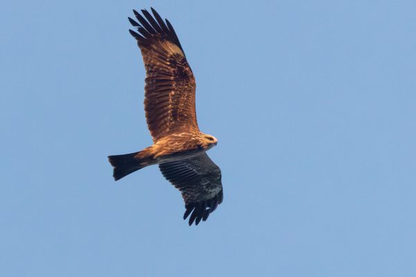 Black Kite