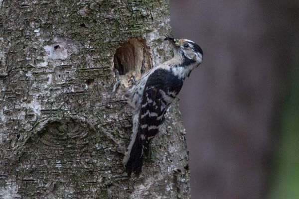 Lesser Spotted Woodpecker