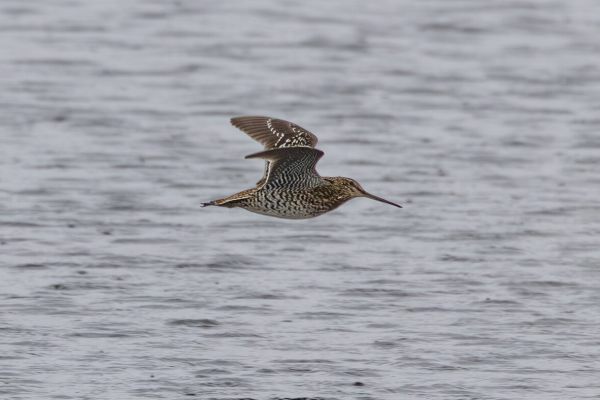 Great Snipe