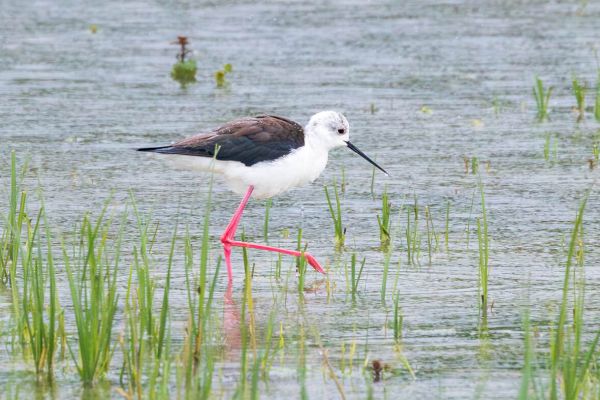 Black-winged Stilt