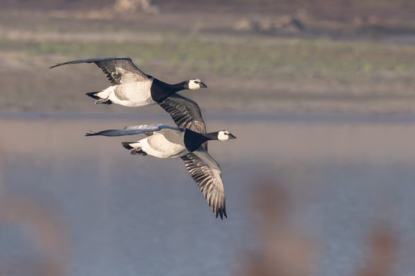 Barnacle Goose