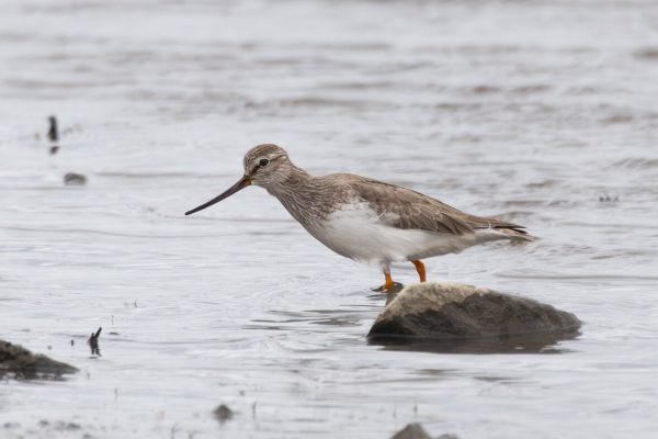 Terek Sandpiper