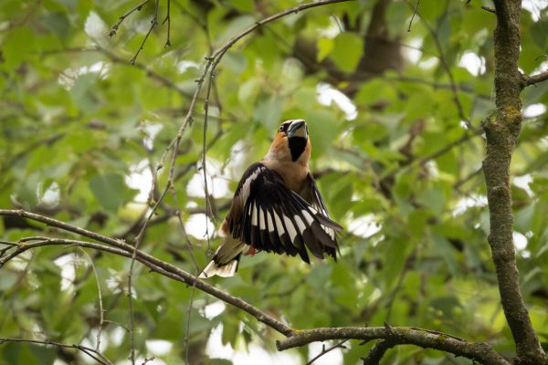 Hawfinch
