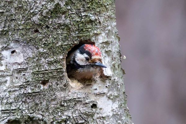 Lesser Spotted Woodpecker