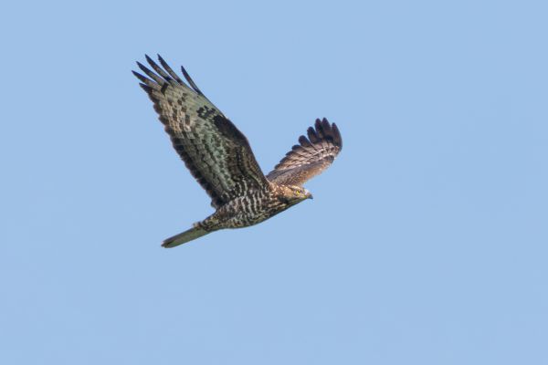 European Honey Buzzard