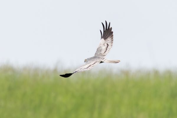 Montagu's Harrier