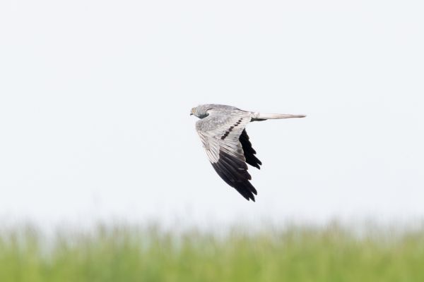 Montagu's Harrier