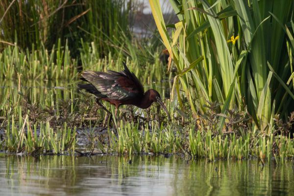 Glossy Ibis