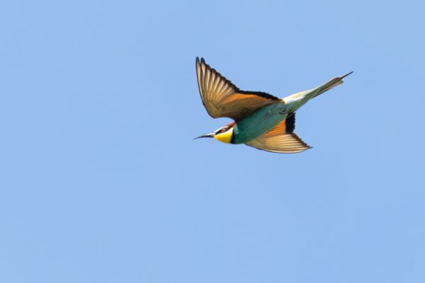 European Bee-eater