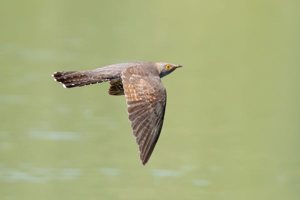 Common Cuckoo