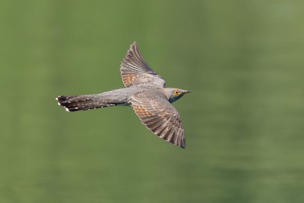 Common Cuckoo