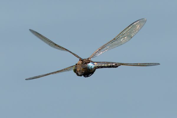 Lesser Emperor