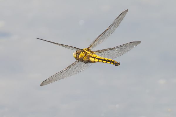 Black-tailed Skimmer