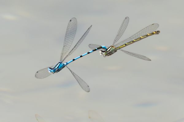 Common Bluet