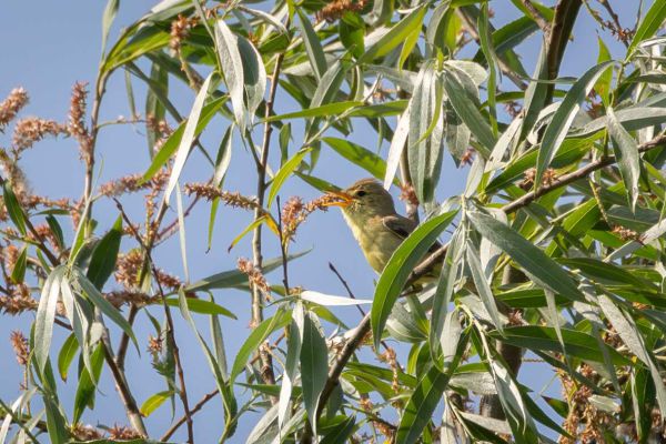 Melodious Warbler