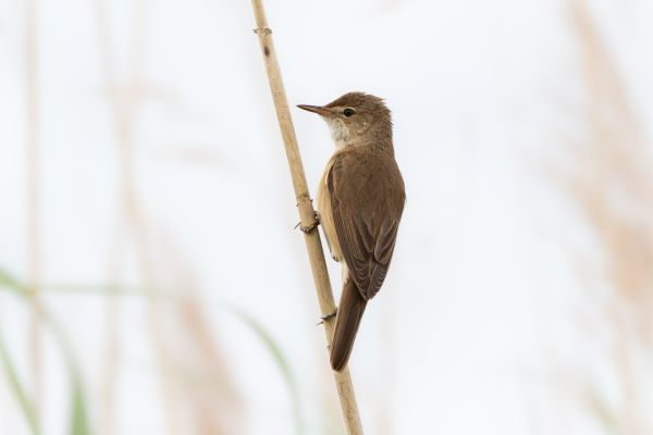 Eurasian Reed Warbler
