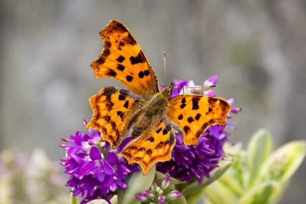 Comma Butterfly
