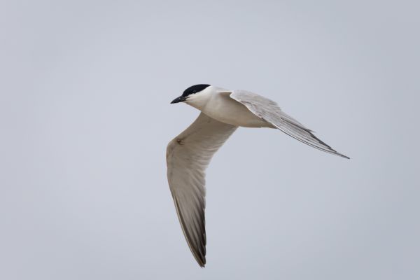 Gull-billed Tern