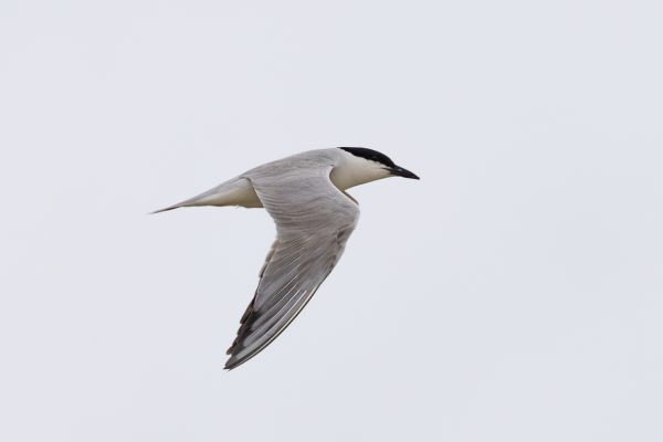 Gull-billed Tern