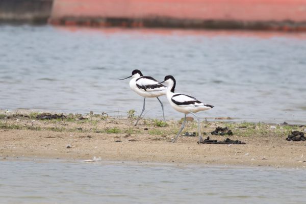 Pied Avocet