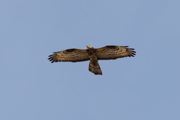 European Honey Buzzard
