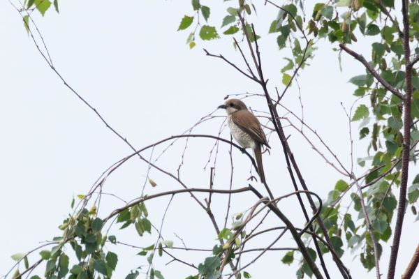 Red-backed Shrike