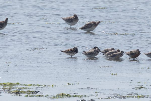 Great Knot