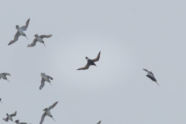 Great Knot