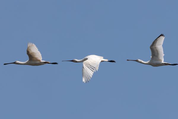 Eurasian Spoonbill