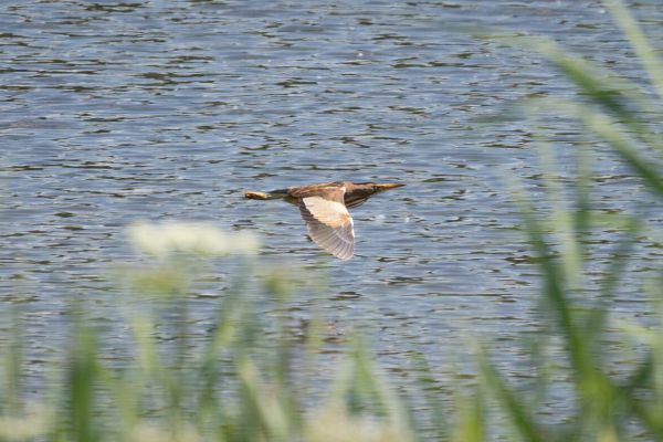 Little Bittern