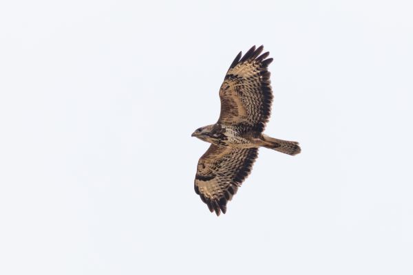 Common Buzzard