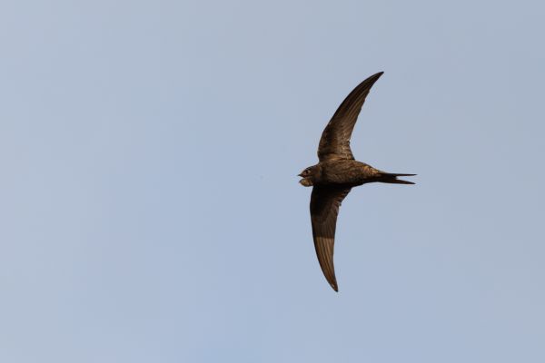 Common Swift