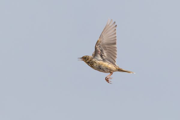 Tree Pipit