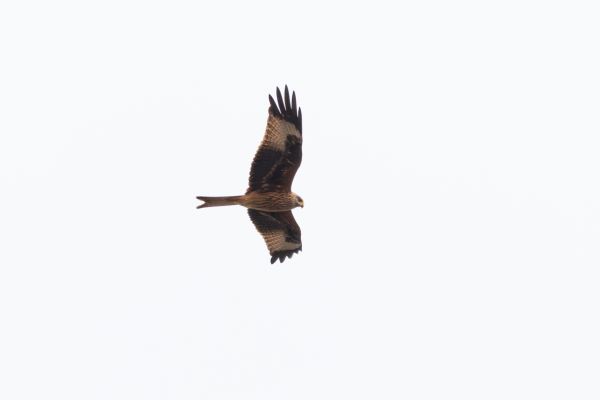 Red Kite
