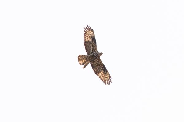 European Honey Buzzard