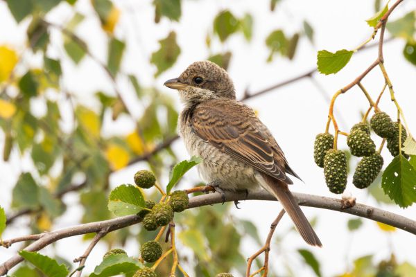 Red-backed Shrike