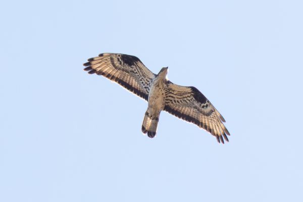 European Honey Buzzard