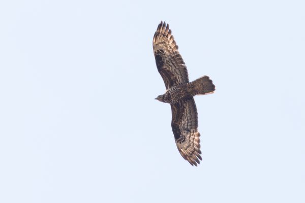 European Honey Buzzard