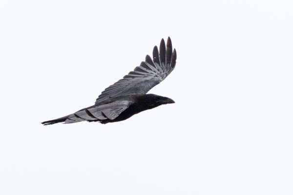 Northern Raven