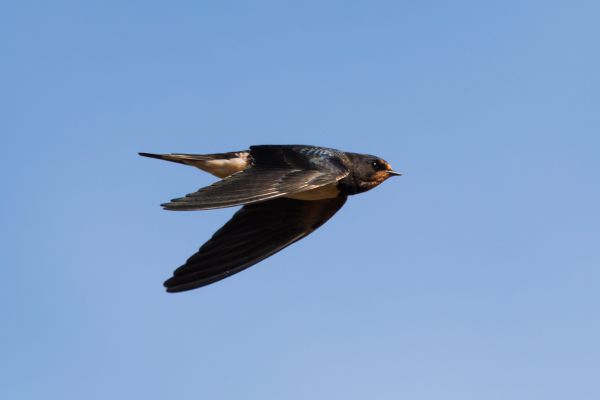 Barn Swallow