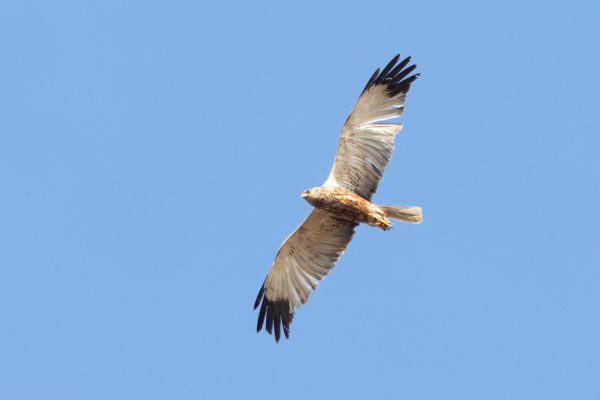 Western Marsh Harrier