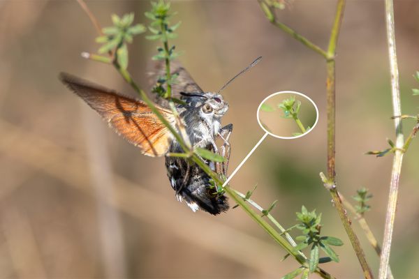 Humming-bird Hawk Moth